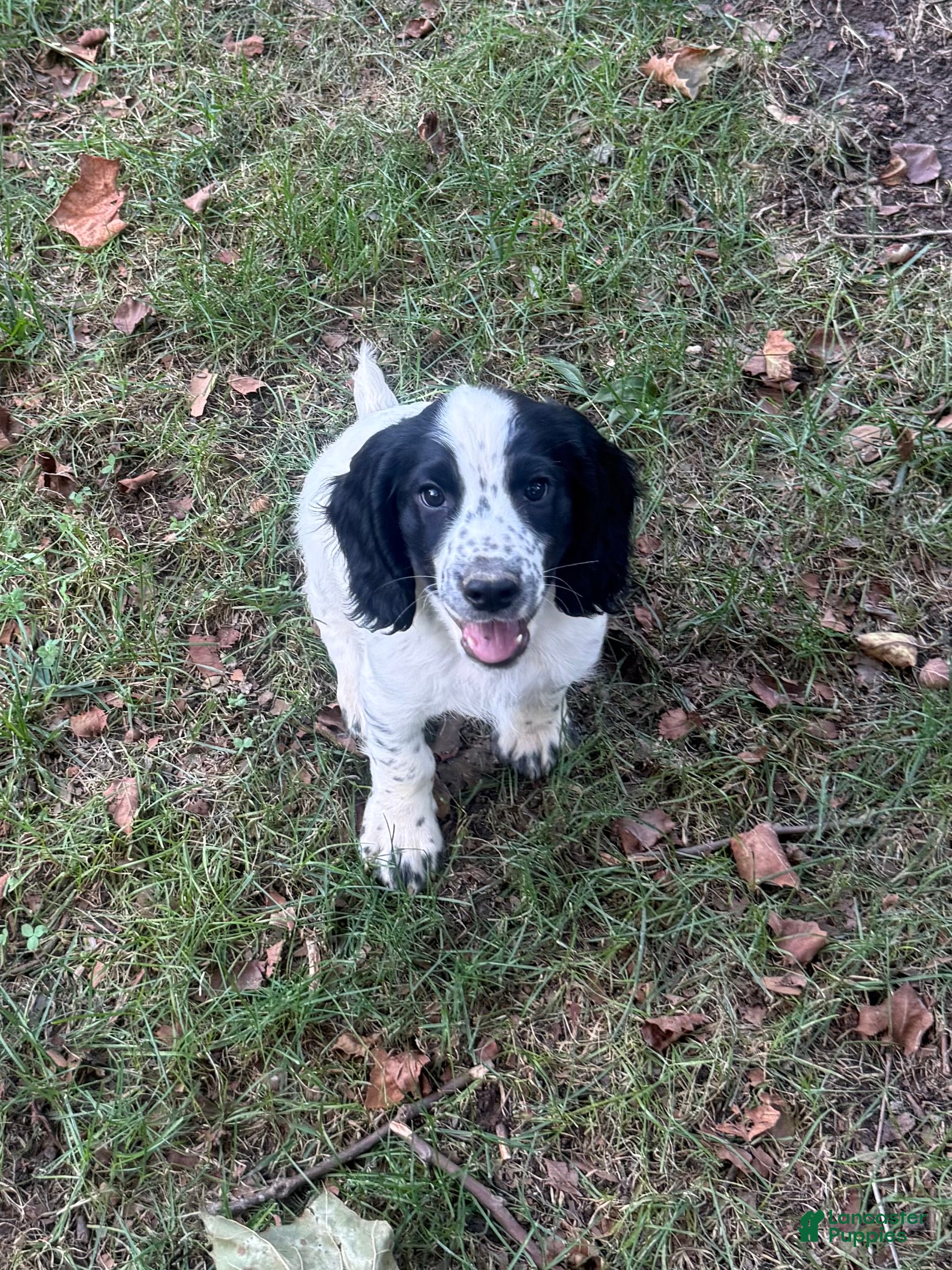 English Cocker Spaniel dogs Ruger - Ad 2