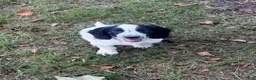 English Cocker Spaniel dogs for sale: Ruger - Ad 2