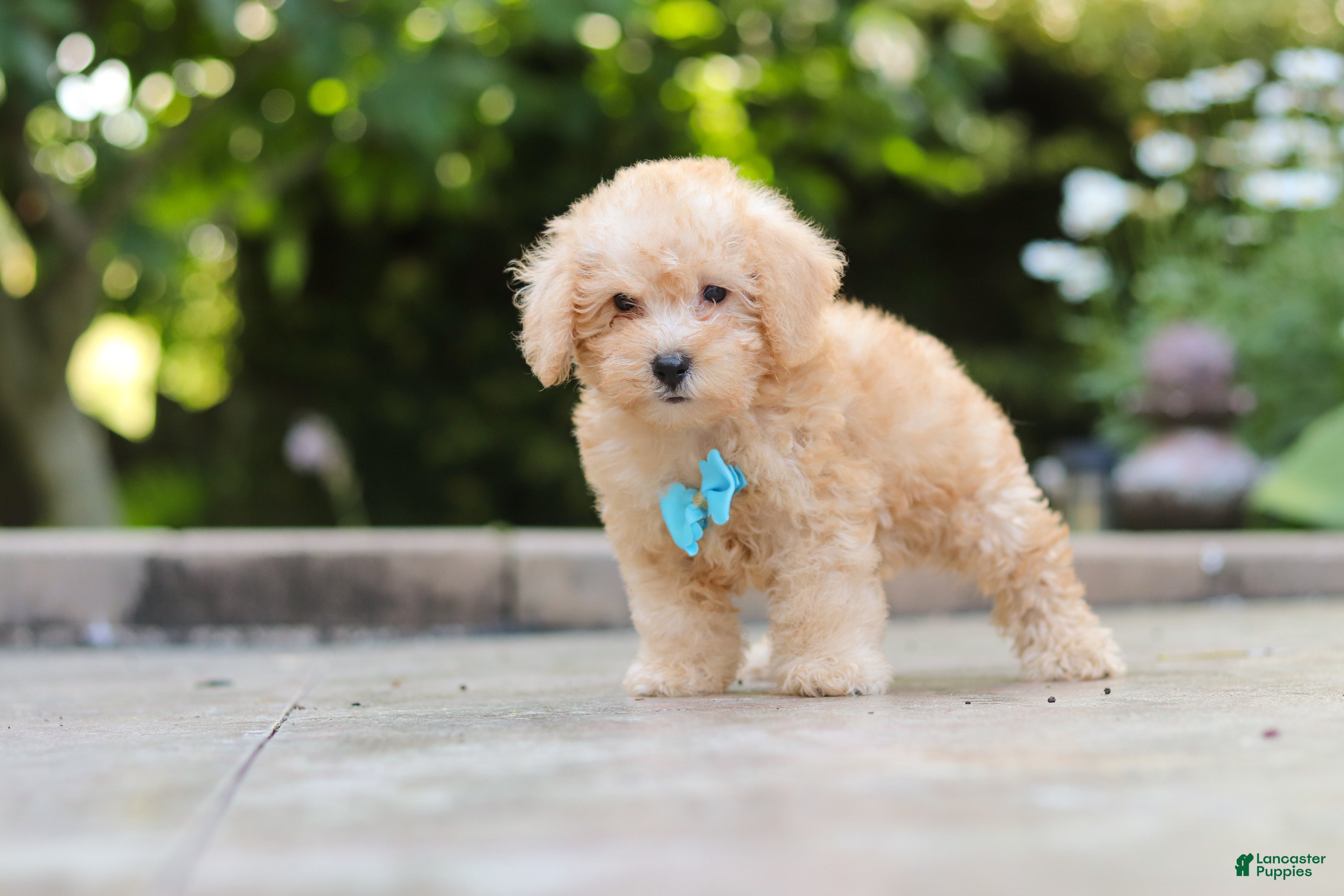 Schnoodle dogs Astro - Ad 2