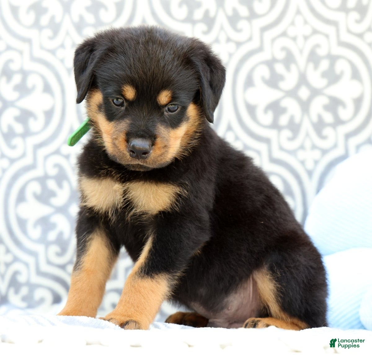 Rottweiler dogs Dominic - Ad 2