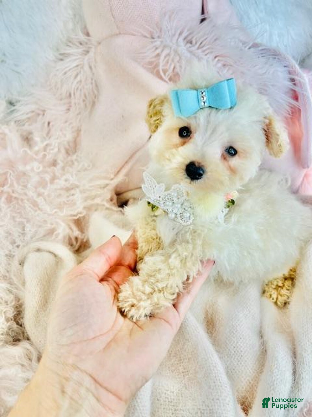 Miniature Poodle dogs for sale: Miniature Poodle Puppy 2 - Ad 1