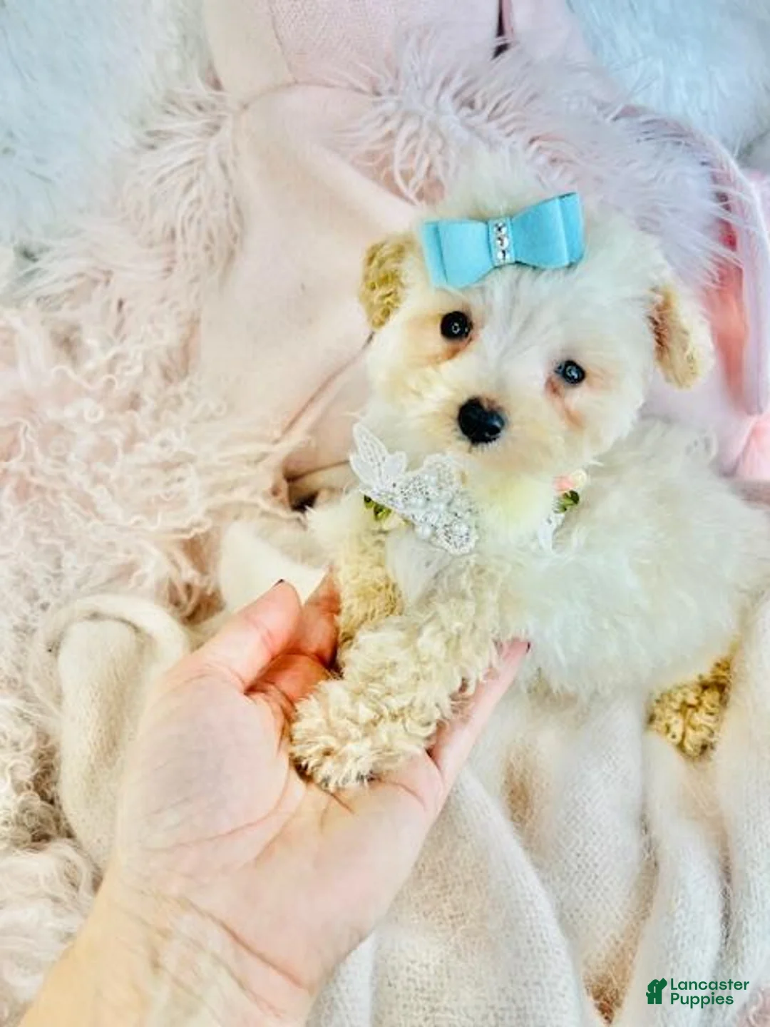 Miniature Poodle dogs for sale: TOY Poodle Puppy 2 - Ad 1