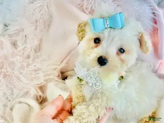 Miniature Poodle dogs Miniature Poodle Puppy 2 - Ad 8