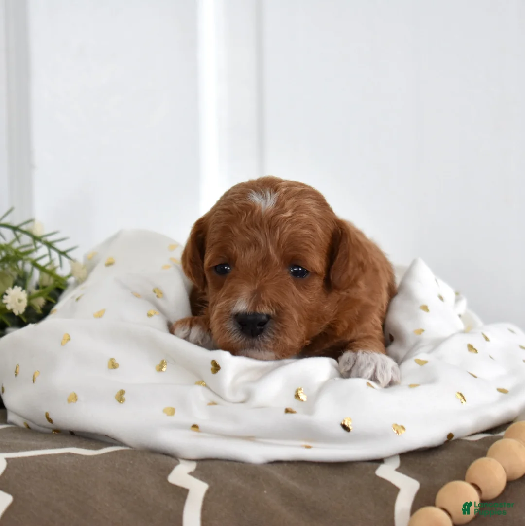 Toy Poodle dogs for sale: Palmer  - Ad 6