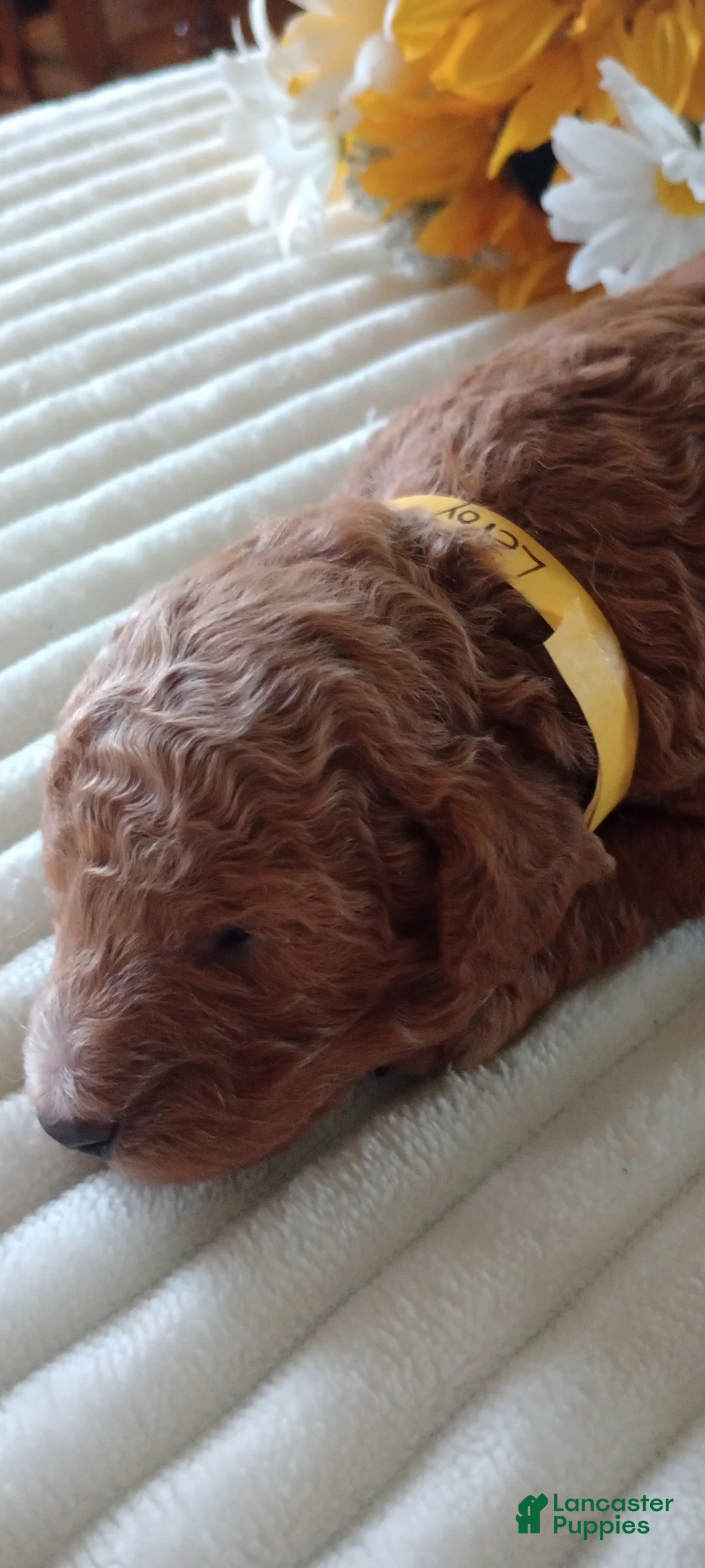 Mini Goldendoodle dogs for sale: Mr. Leroy  - Ad 4