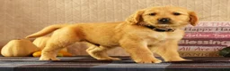 Golden Retriever dogs for sale: Joey - Ad 6