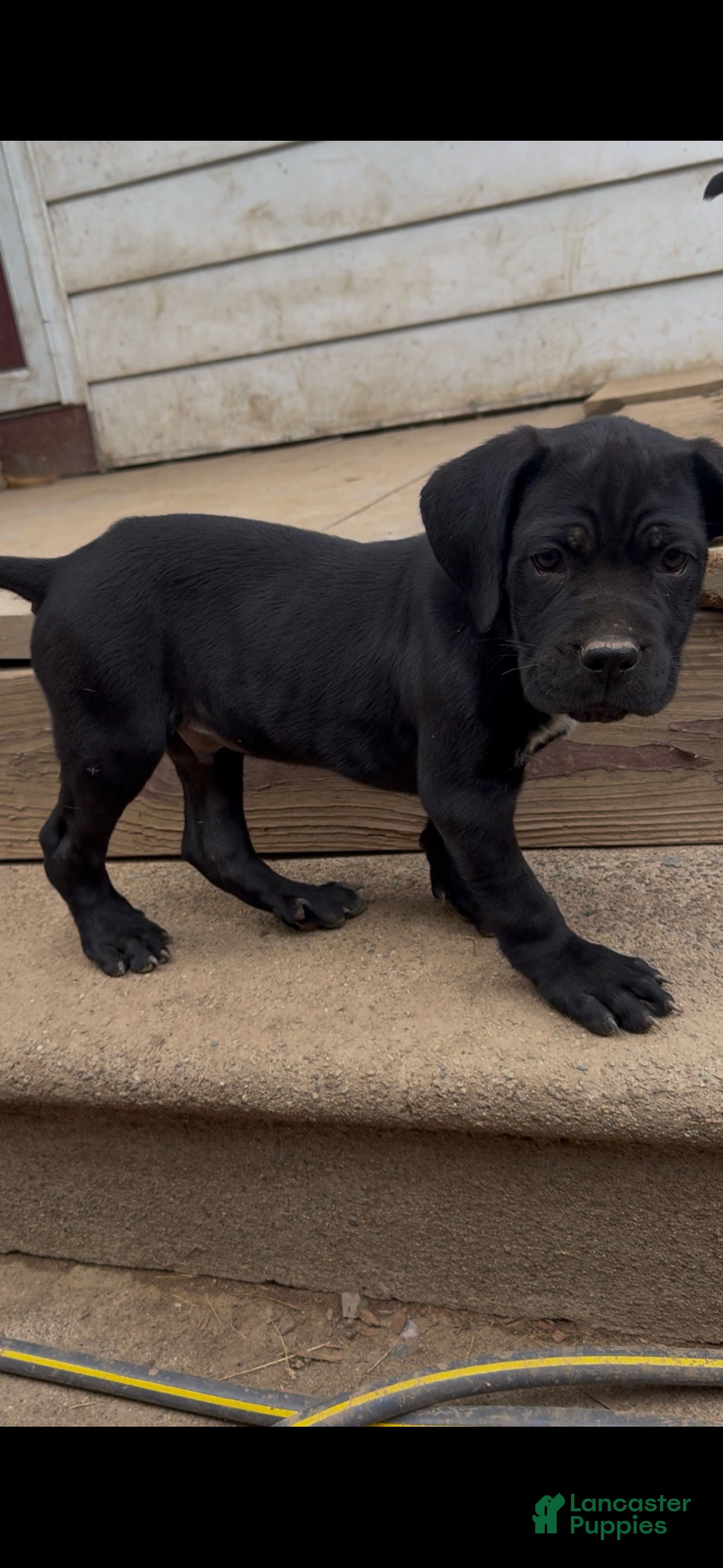 Cane Corso dogs Panther - Ad 1