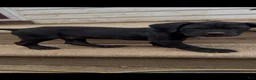 Cane Corso dogs for sale: Panther - Ad 1