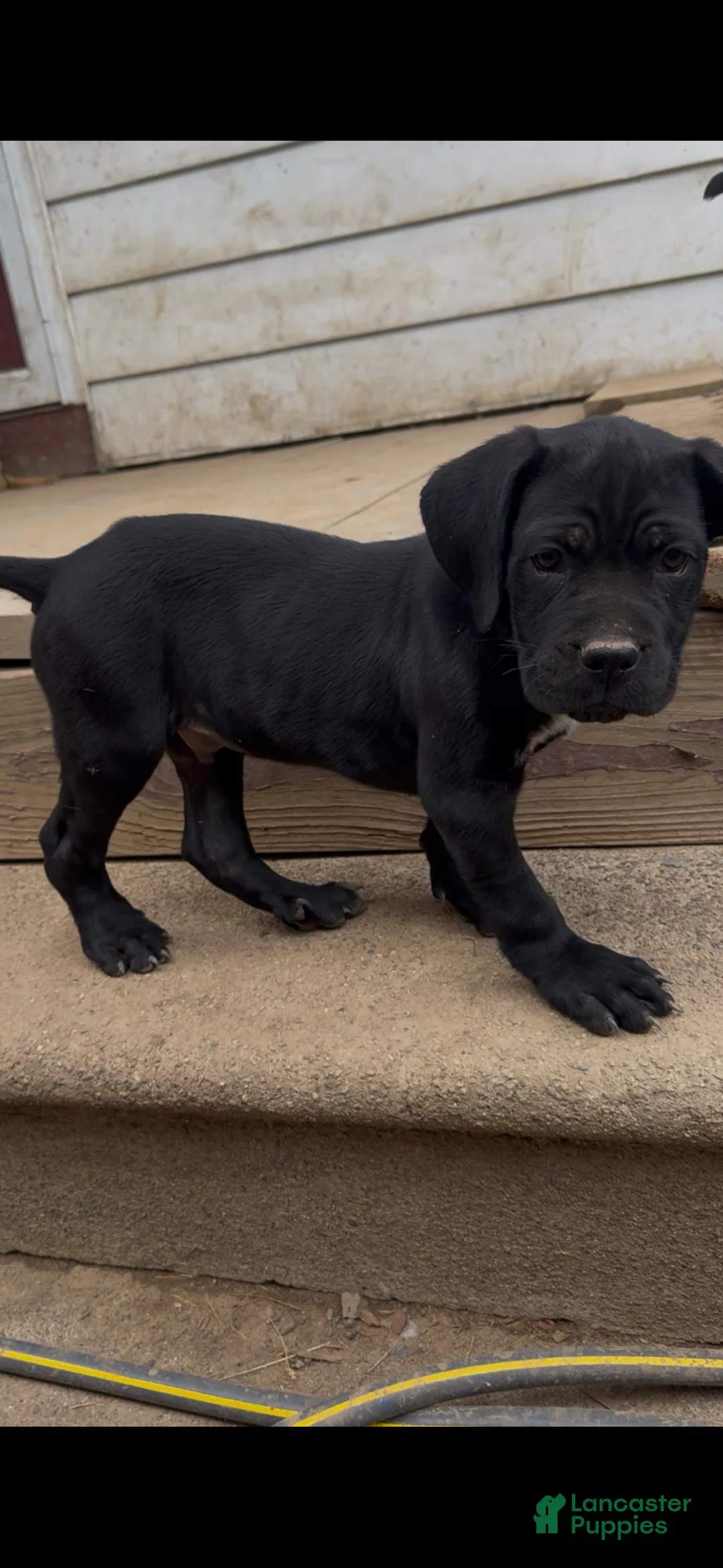 Cane Corso dogs for sale: Panther - Ad 1