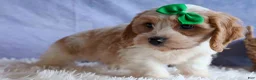 Cavachon dogs for sale: RANDY - Ad 4