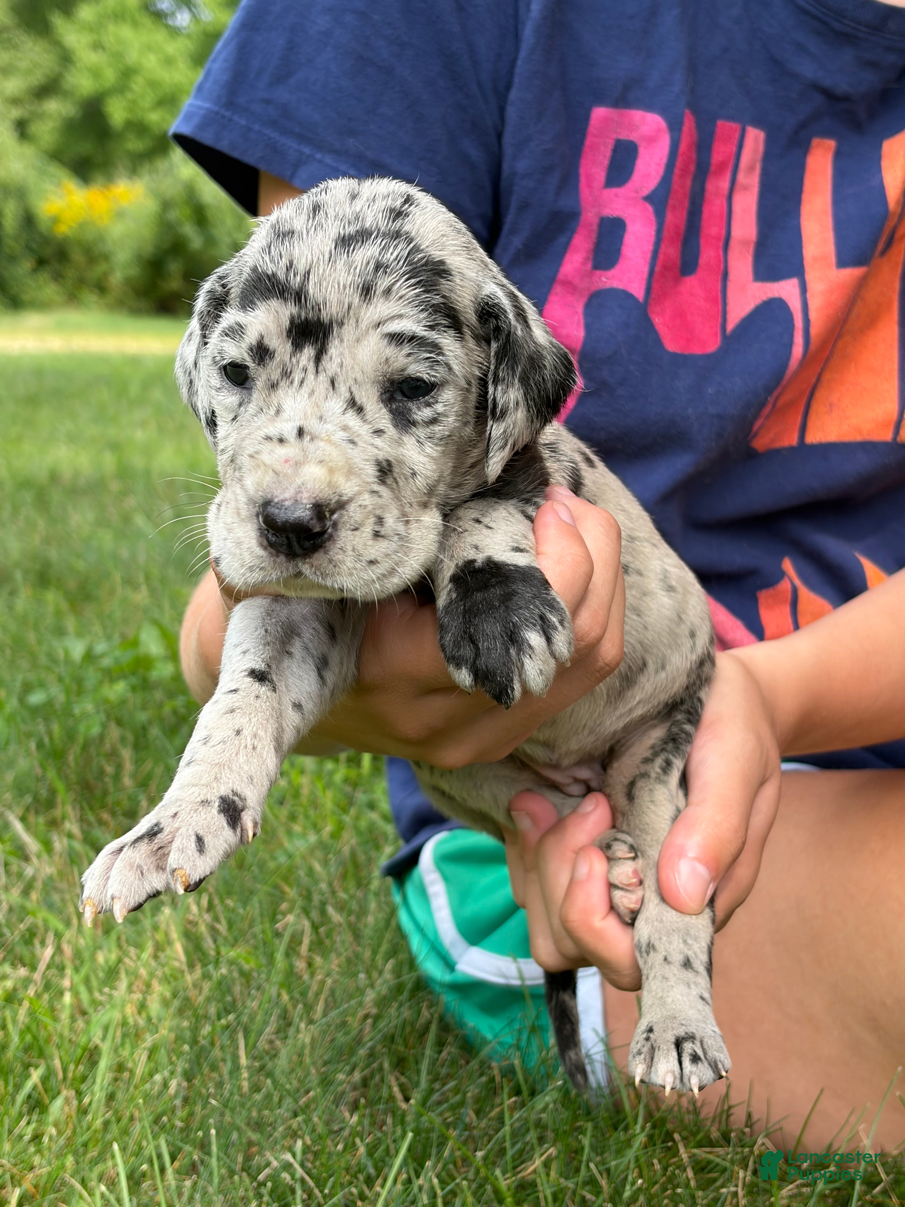 Great Dane dogs Sierra - Ad 1