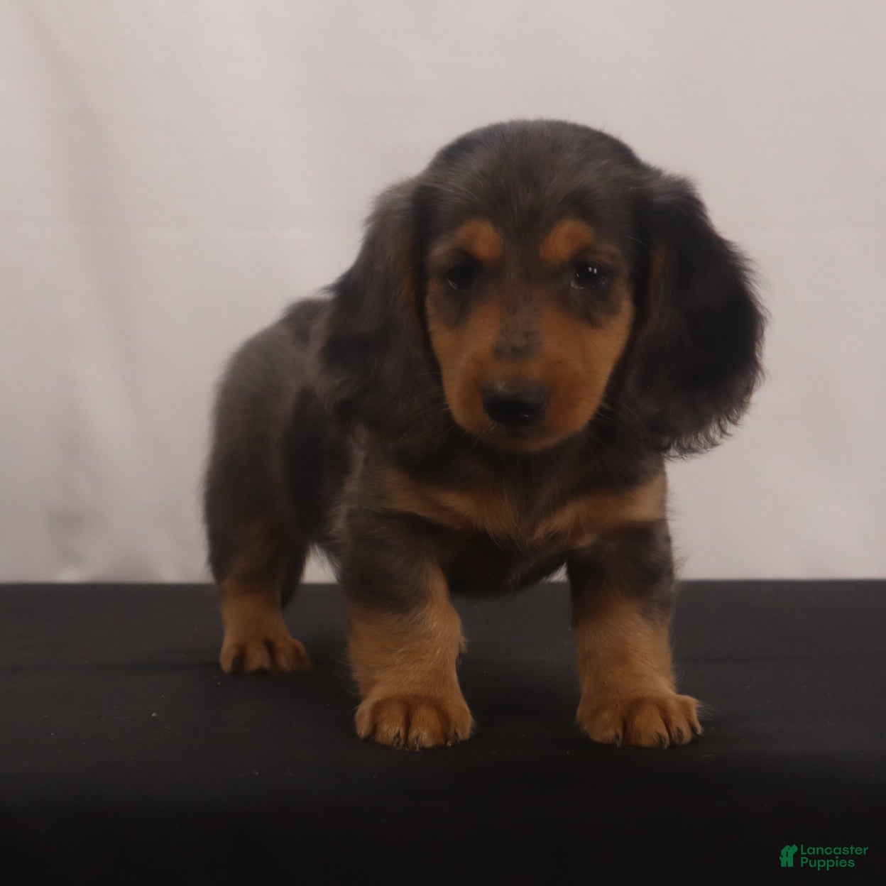 Dachshund dogs Ike - Ad 1