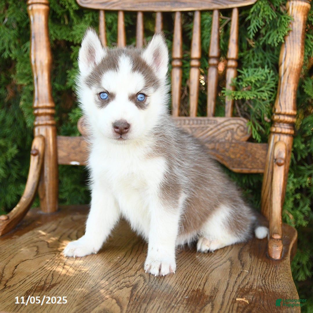 Siberian Husky dogs for sale: Maxwell - Ad 2