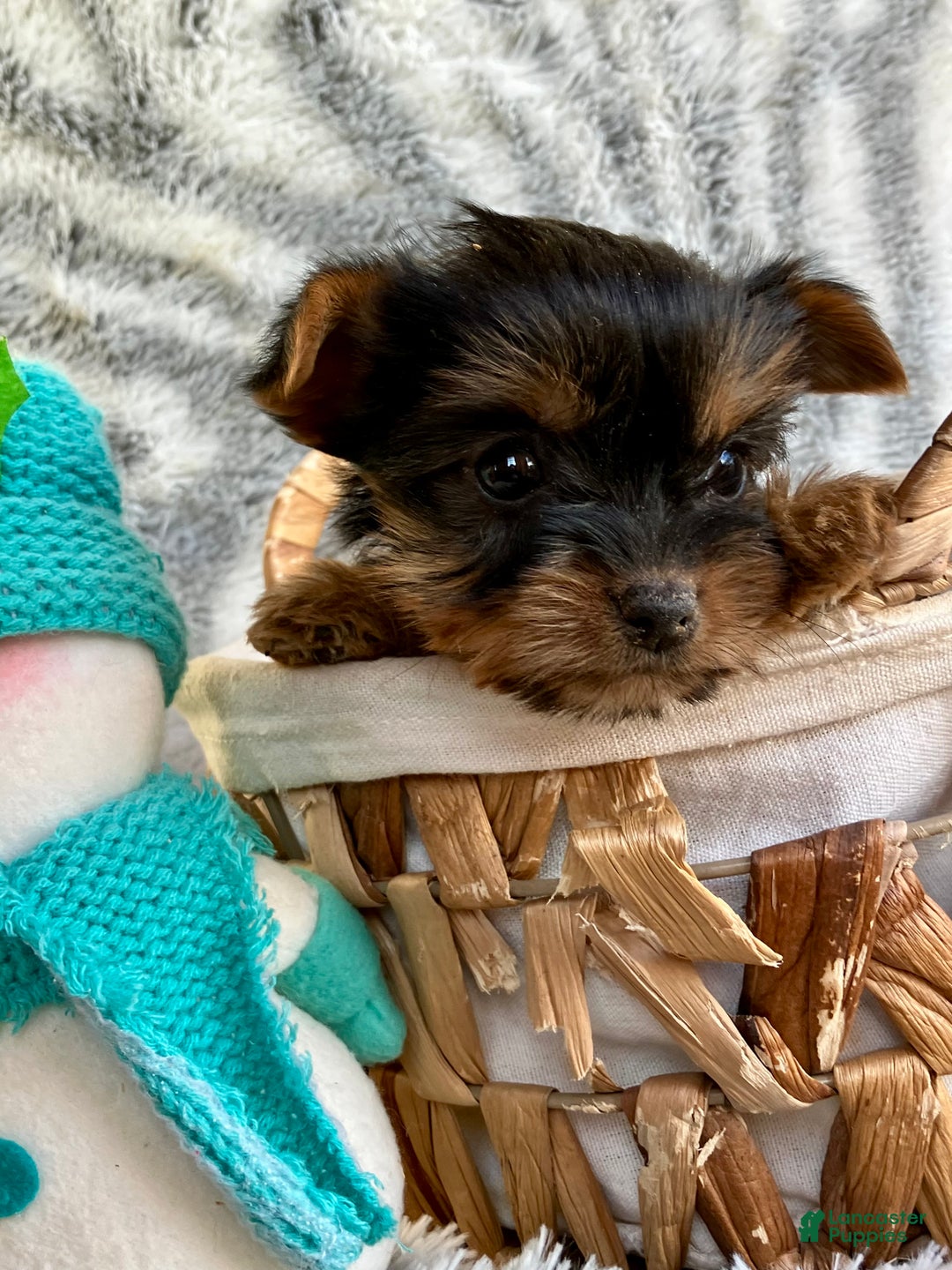 Yorkshire Terrier dogs for sale: Belle - Ad 4