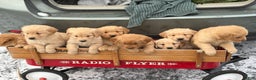 Golden Retriever dogs for sale: Susie - Ad 12