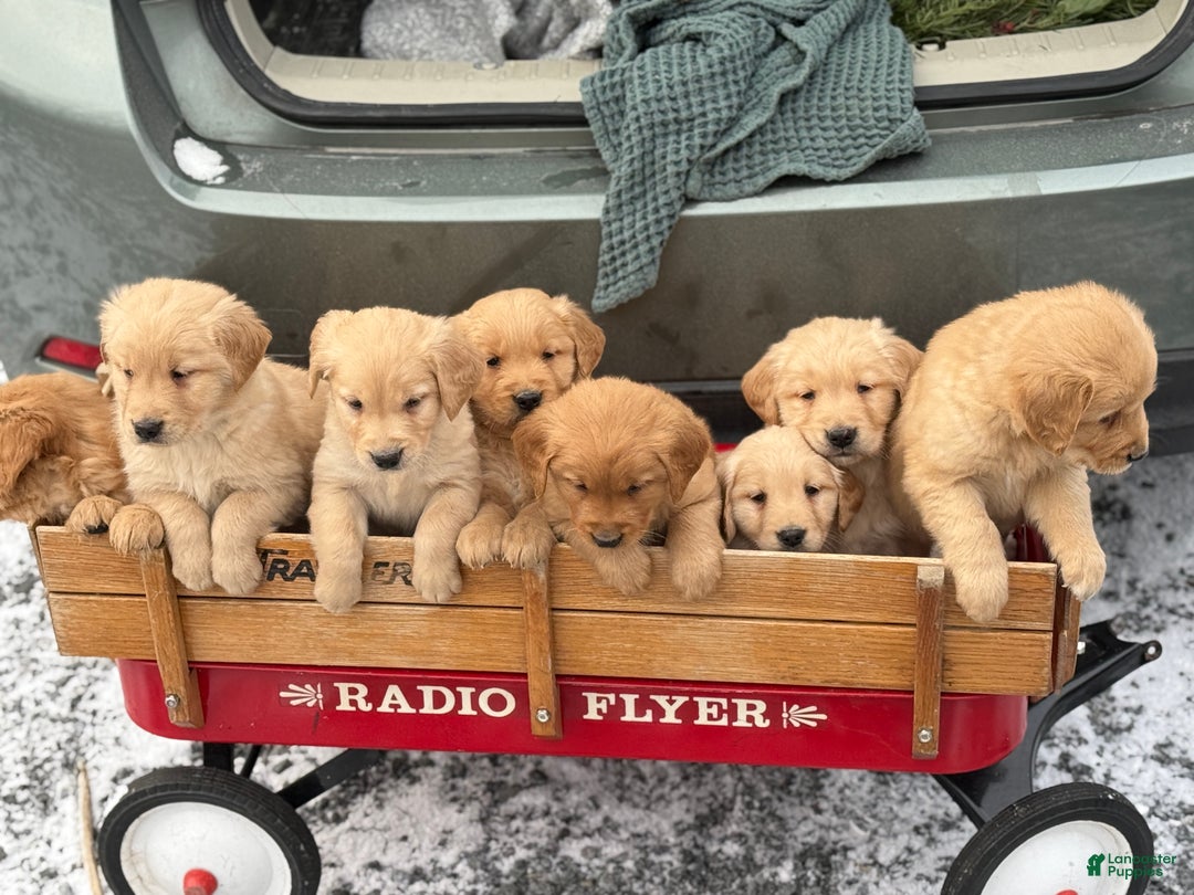 Golden Retriever dogs for sale: Susie - Ad 12
