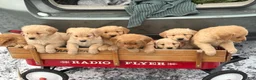 Golden Retriever dogs for sale: Seleah - Ad 12