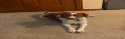 Brittany Spaniel dogs for sale: Brittany Spaniel 1 - Ad 3
