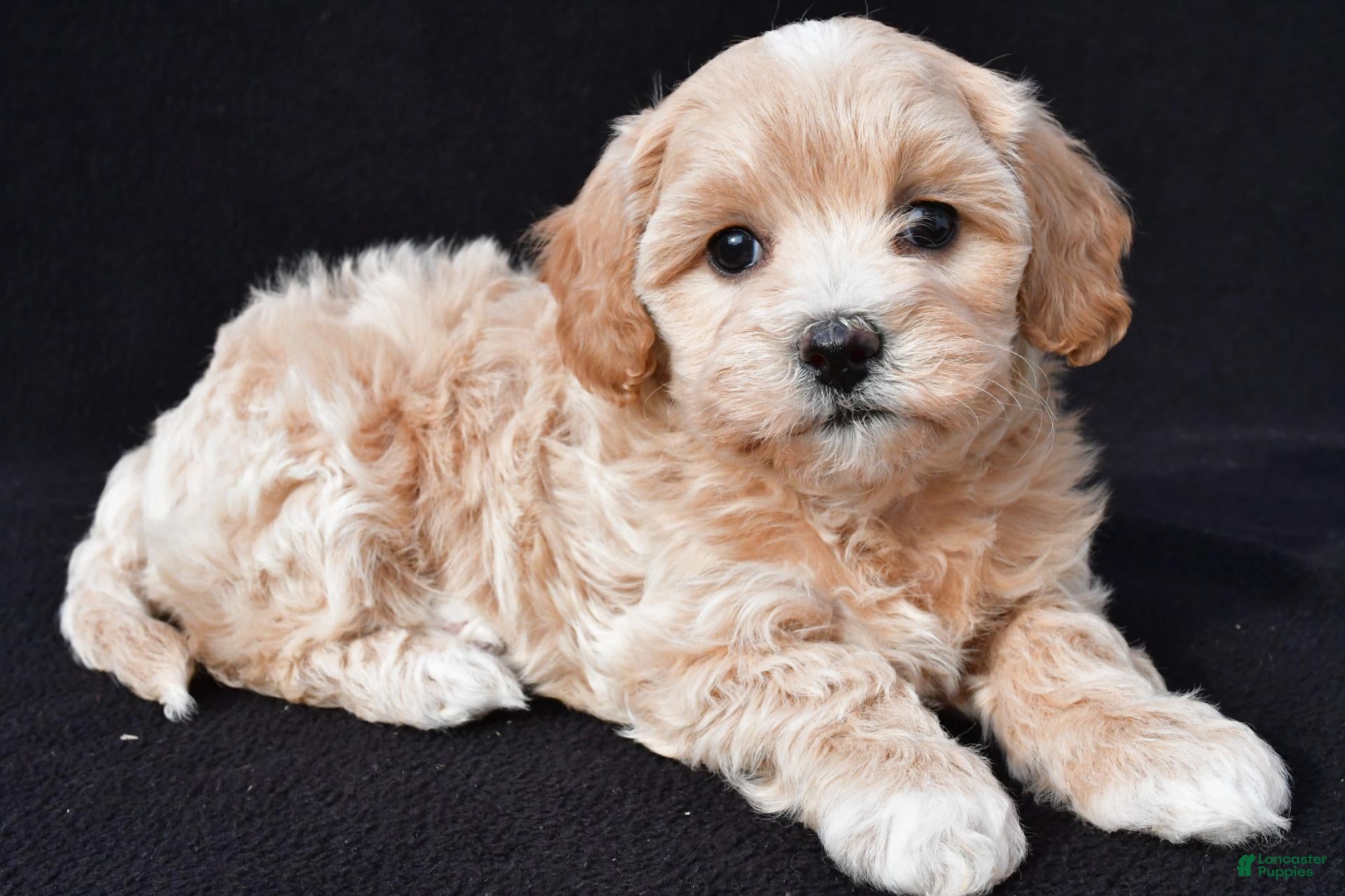 Maltipoo dogs for sale: Gwen - Ad 1