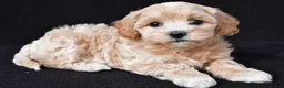 Maltipoo dogs for sale: Gwen - Ad 1