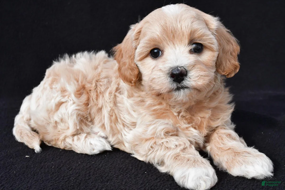 Maltipoo dogs for sale: Gwen - Ad 1