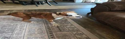 Boxer dogs for sale: Lady - Ad 2