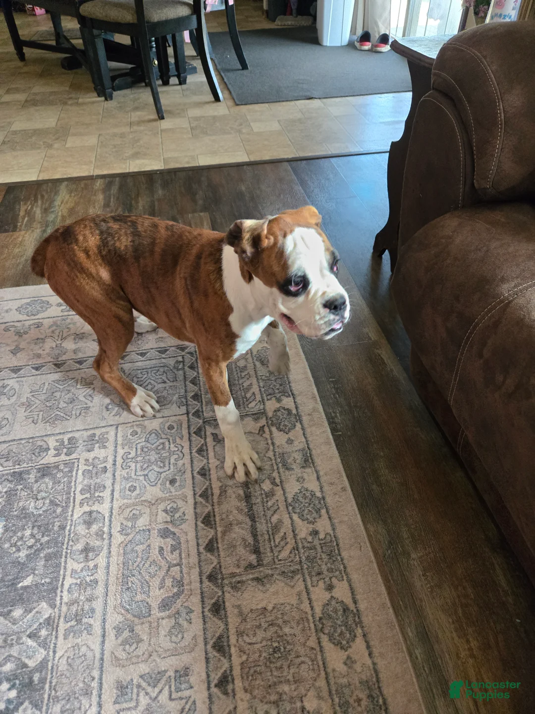 Boxer dogs for sale: Lady - Ad 2