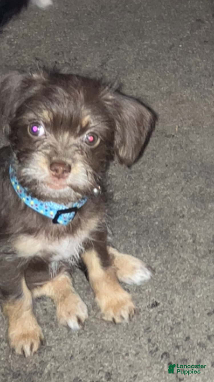 Mixed Breed dogs Mixed Breed 7 - Ad 38