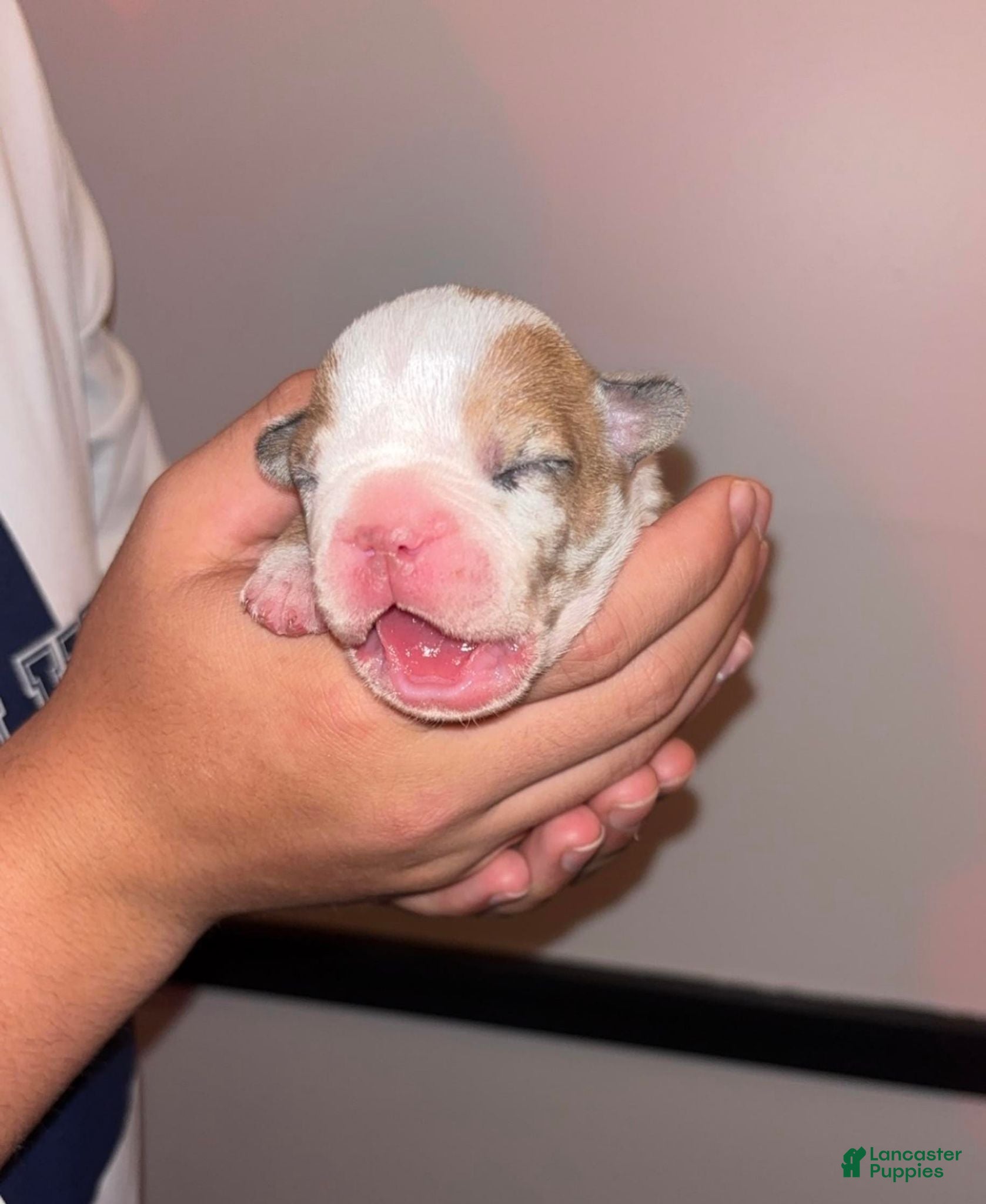 French Bulldog dogs Gordita  - Ad 2