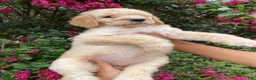 Goldendoodle dogs for sale: Mandy - Ad 3