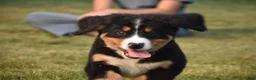 Bernese Mountain Dog dogs for sale: Maverick - Ad 10