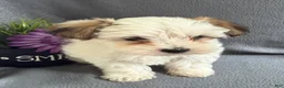 Morkie dogs for sale: Wiggles - Ad 4