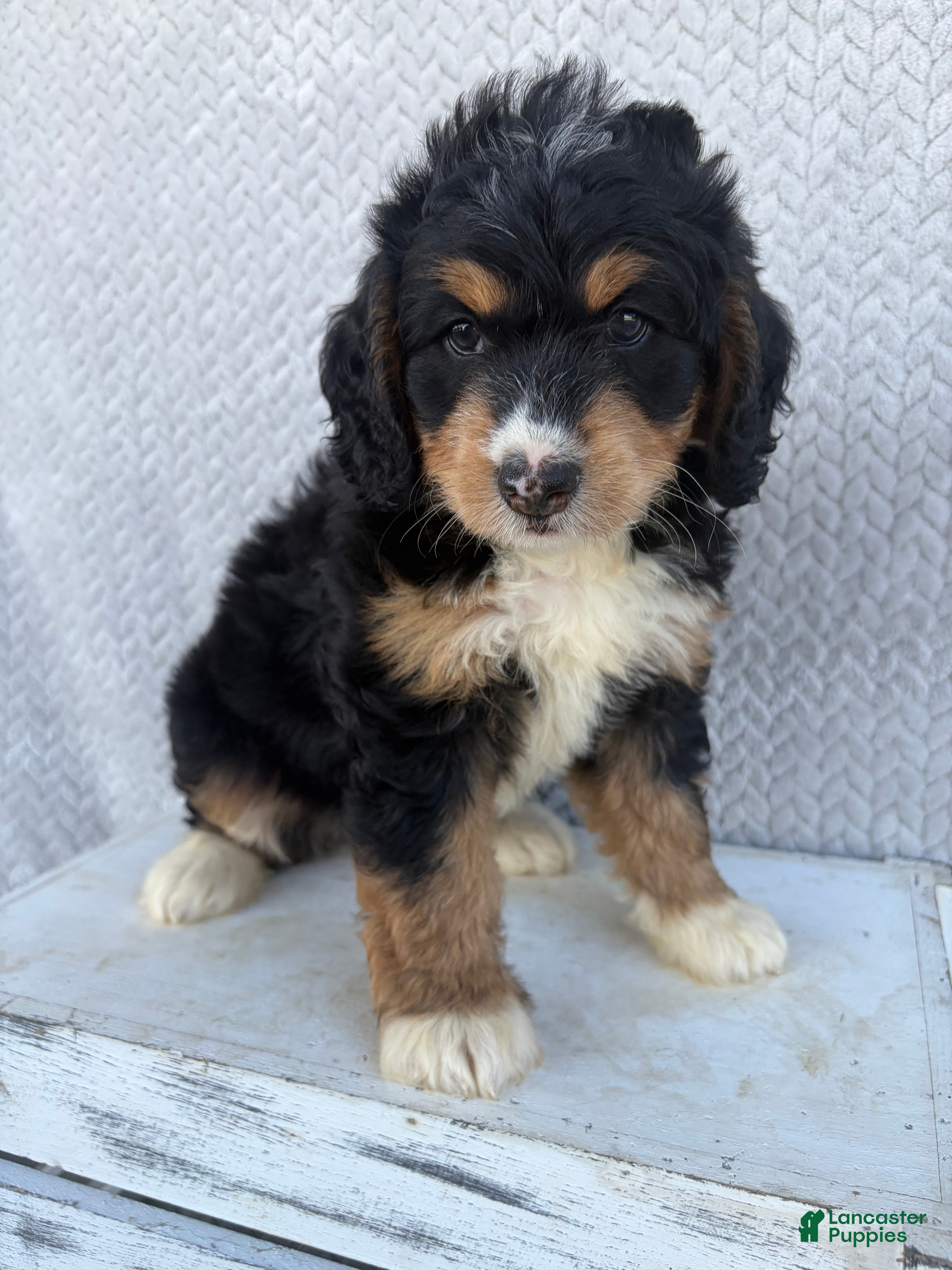 Mini Bernedoodle dogs Stella - Ad 2
