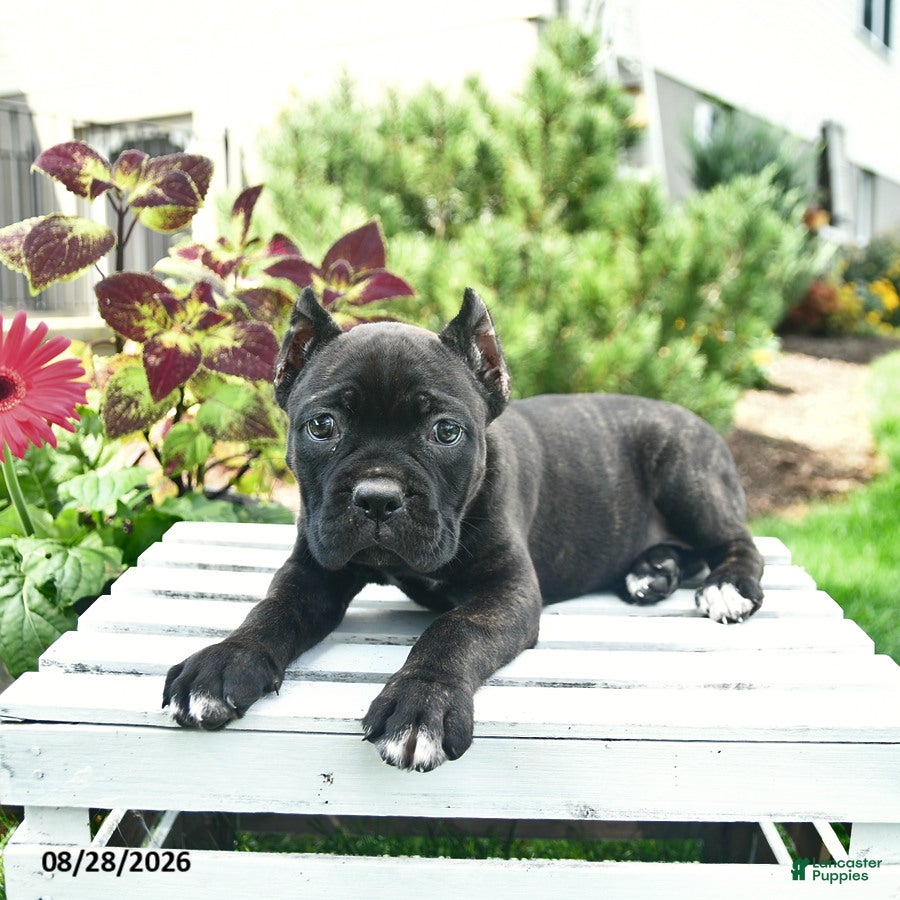 Cane Corso dogs Diamond  - Ad 2