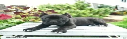Cane Corso dogs for sale: Diamond  - Ad 2