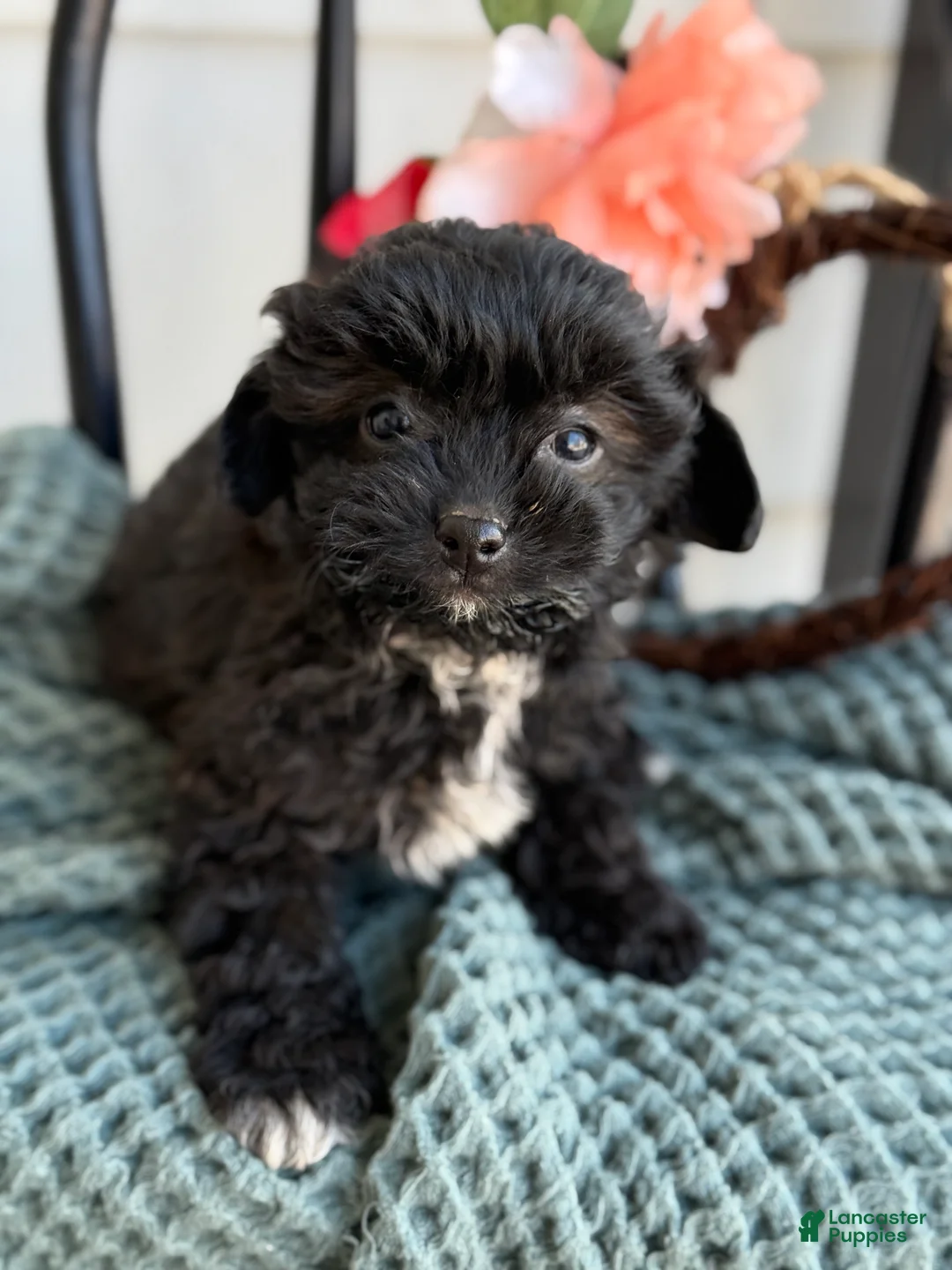 Shihpoo dogs for sale: Greta - Ad 6