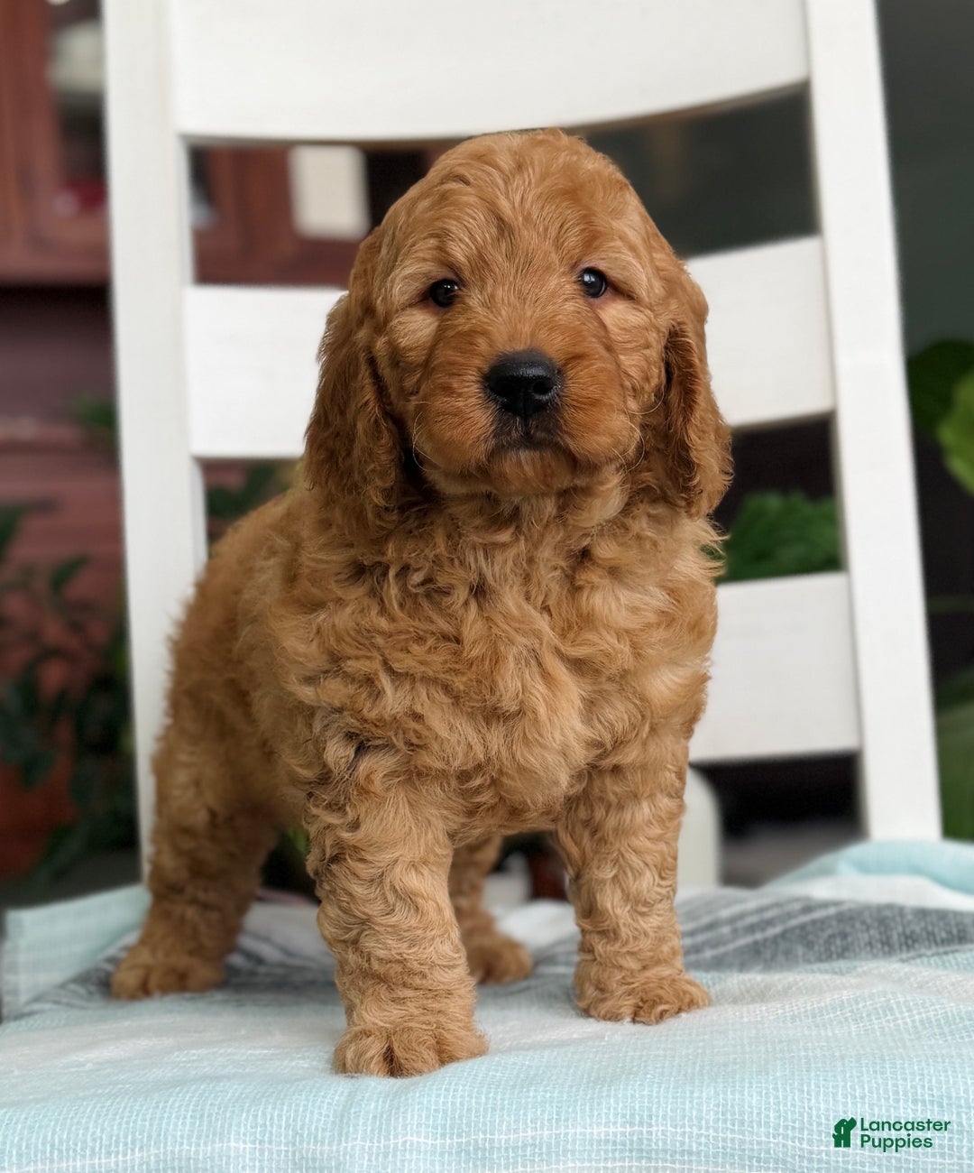 Mini Goldendoodle dogs for sale: Noah - Ad 2