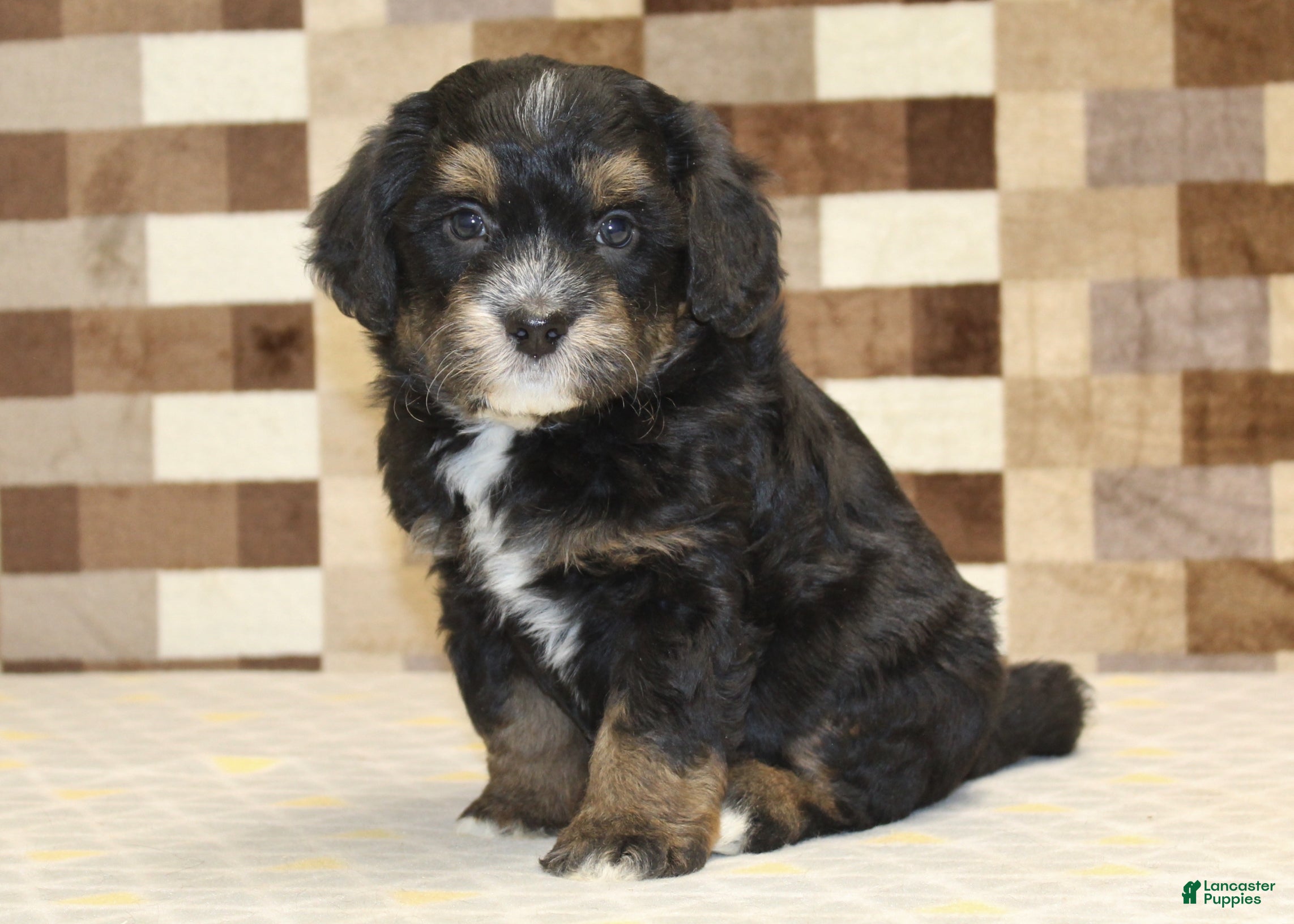 Mini Bernedoodle dogs Romeo - Ad 9