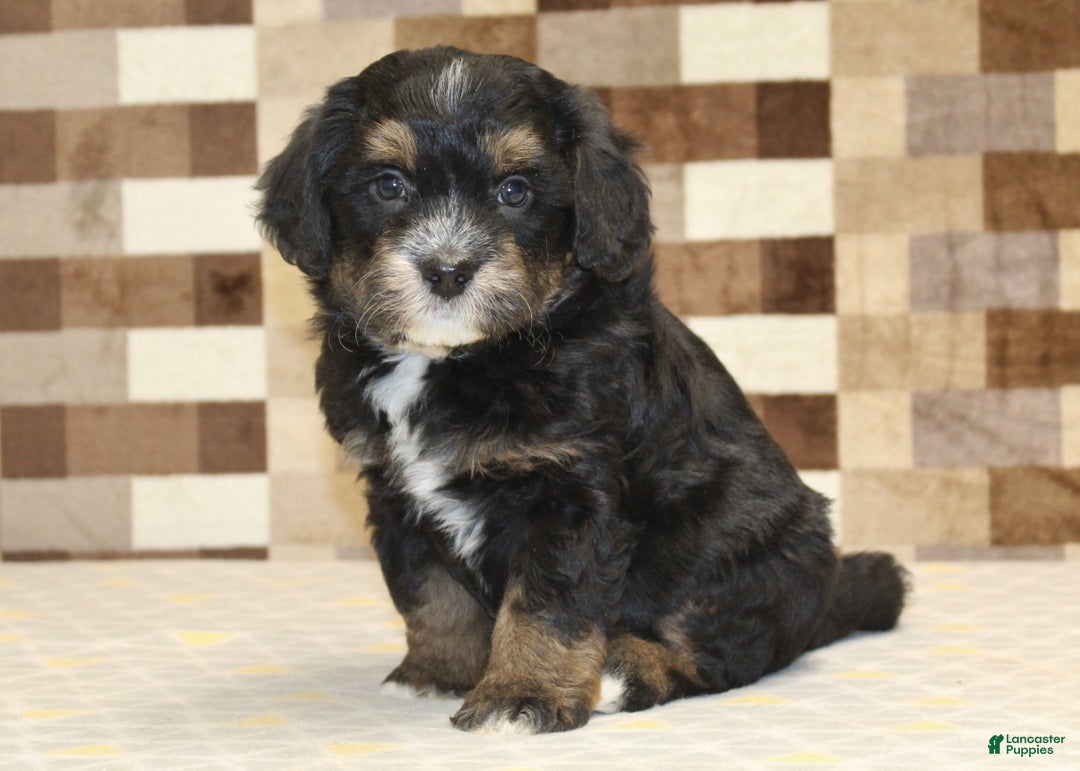 Mini Bernedoodle dogs for sale: Romeo - Ad 1
