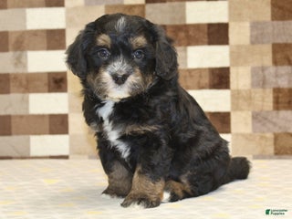 Mini Bernedoodle dogs Romeo - Ad 13