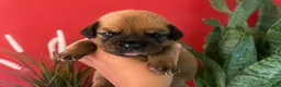 Dogue De Bordeaux dogs for sale: Dogue De Bordeaux Puppy 7 - Ad 1