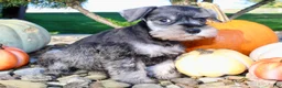 Miniature Schnauzer dogs for sale: Ellie Female AKC Mini Schnauzer - Ad 8