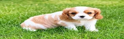 Cavalier King Charles Spaniel dogs for sale: Cavalier King Charles Spaniel (Winston) - Ad 5