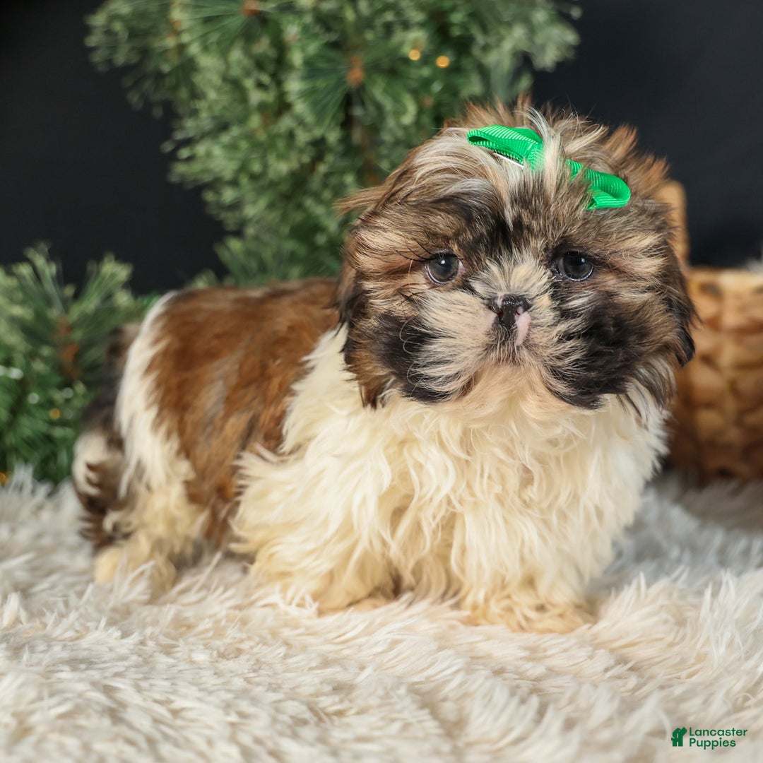 Shih Tzu dogs for sale: RUSTY - Ad 1