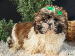 Shih Tzu dogs RUSTY - Ad 42