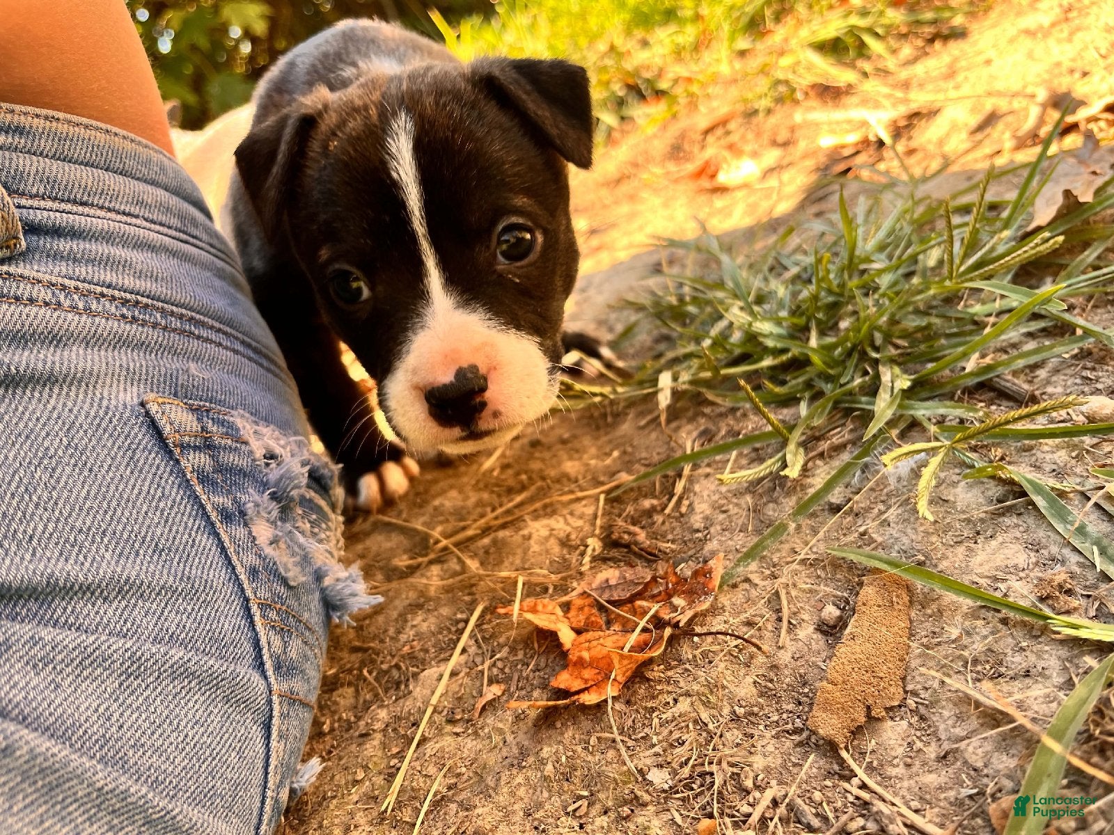 Mixed Breed dogs for sale:  Boy 2 - Ad 1