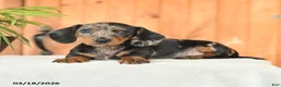 Miniature Dachshund dogs for sale: Asher - Ad 3