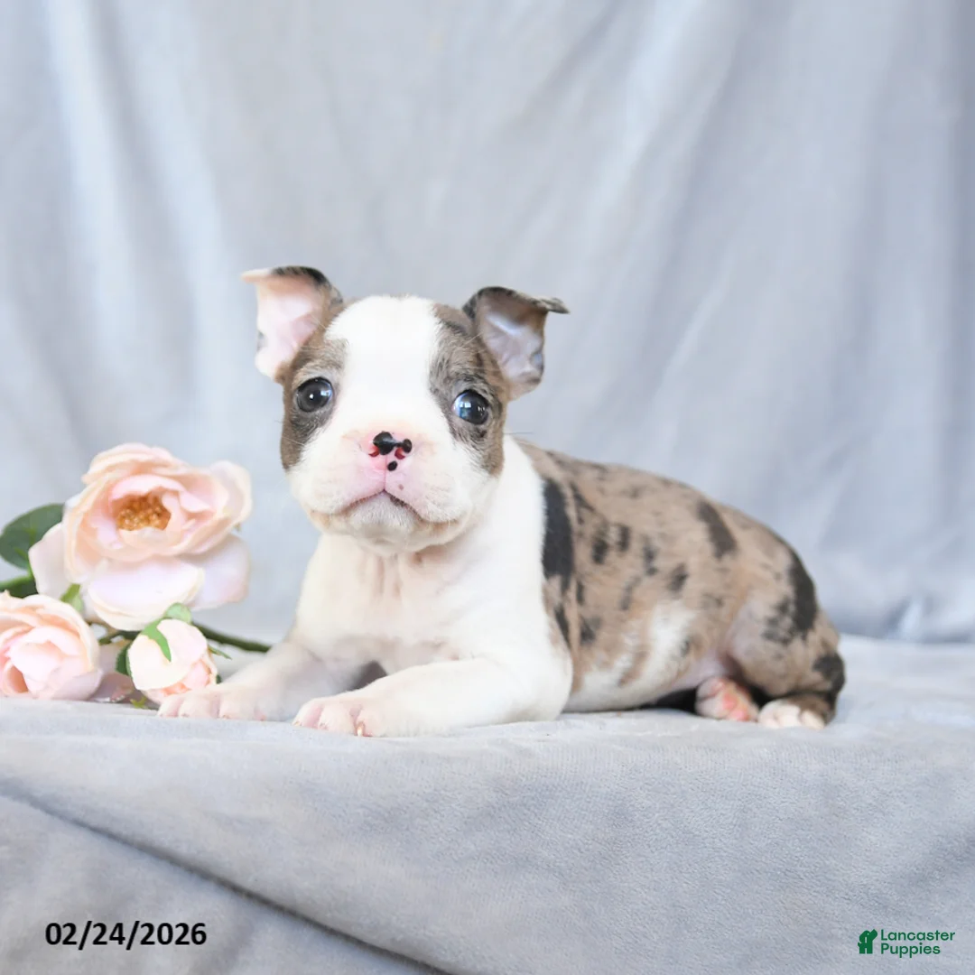 Boston Terrier dogs for sale: Fluffy - Ad 3