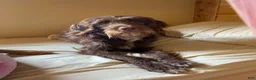 Aussiedoodle dogs for sale: Aussiedoodle 3 - Ad 5