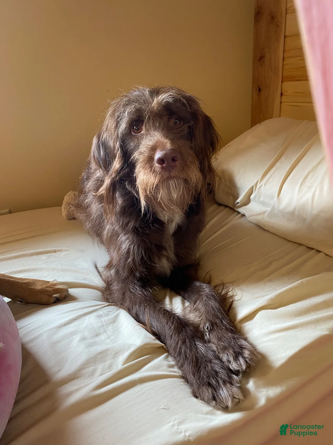Aussiedoodle dogs for sale: Aussiedoodle 3 - Ad 5